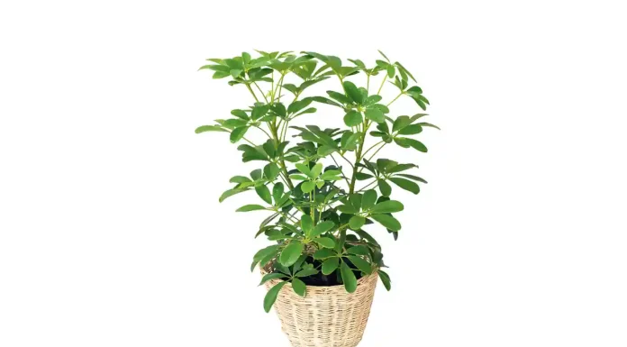 The Umbrella Plant: A Verdant Marvel for Your Indoor Oasis